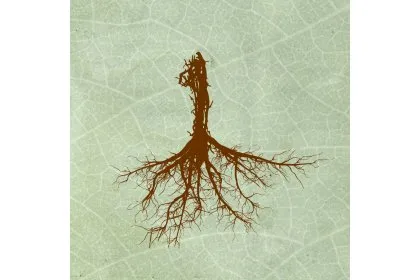 Biophilia Festival Internacional de Cine logo