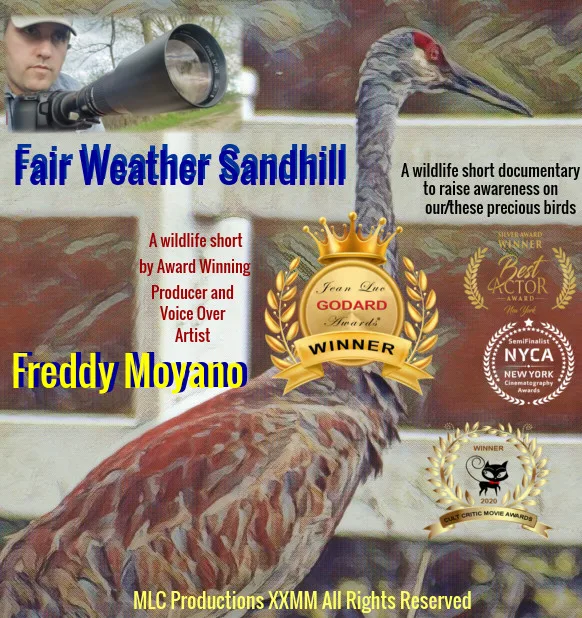 Fair Weather Sandhill poster