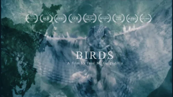Birds poster